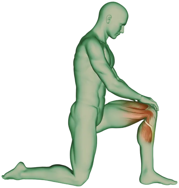 Randare 3D a unei figuri în fandare, din profil, cu musculatura cvadricepsului și tendonul patelar evidențiate